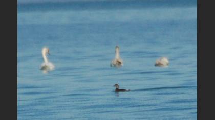 Kara ördek