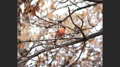 Şakrak » Eurasian Bullfinch » Pyrrhula pyrrhula