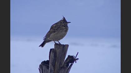 Tepeli toygar » Crested Lark » Galerida cristata