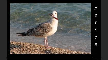 Gümüş martı » Yellow-legged Gull » Larus michahellis