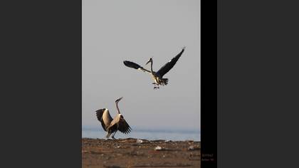 Gri balıkçıl
