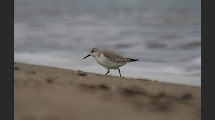 Ak kumkuşu » Sanderling » Calidris alba