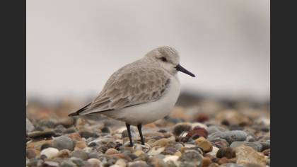 Ak kumkuşu » Sanderling » Calidris alba