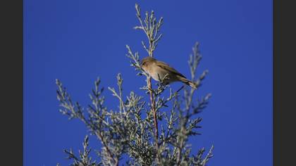 Çıvgın » Common Chiffchaff » Phylloscopus collybita