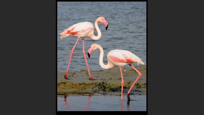 Flamingo