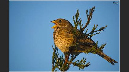 Tarla kirazkuşu » Corn Bunting » Emberiza calandra