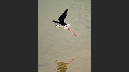 Uzunbacak