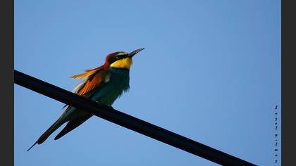 Arıkuşu » European Bee-eater » Merops apiaster