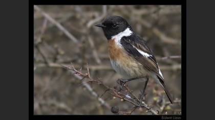 Taşkuşu » European Stonechat » Saxicola rubicola