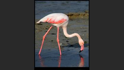 Flamingo