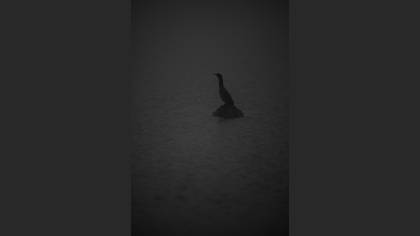 Karabatak » Great Cormorant » Phalacrocorax carbo