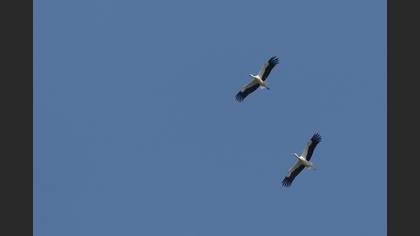 Leylek » White Stork » Ciconia ciconia