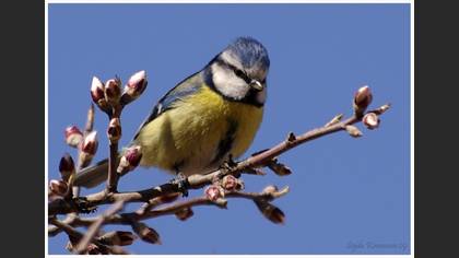Mavi baştankara » Eurasian Blue Tit » Cyanistes caeruleus
