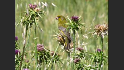 Florya » European Greenfinch » Chloris chloris