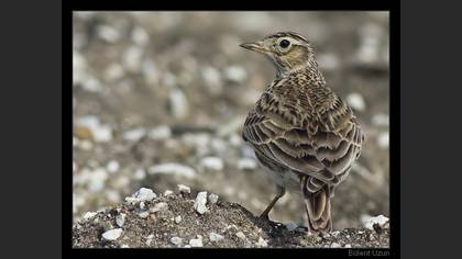 Tarlakuşu » Eurasian Skylark » Alauda arvensis