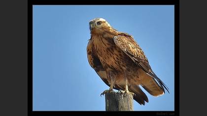 Kızıl şahin » Long-legged Buzzard » Buteo rufinus