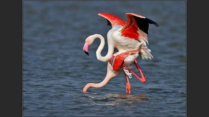 Flamingo