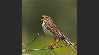 Tarla kirazkuşu » Corn Bunting » Emberiza calandra