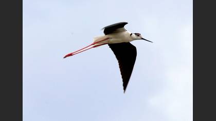 Uzunbacak » Black-winged Stilt » Himantopus himantopus