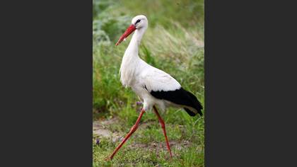 Leylek