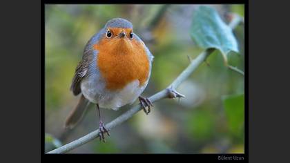 Kızılgerdan » European Robin » Erithacus rubecula