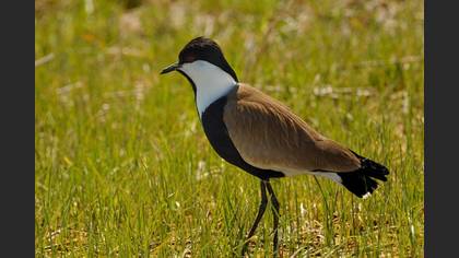 Mahmuzlu kızkuşu » Spur-winged Lapwing » Vanellus spinosus