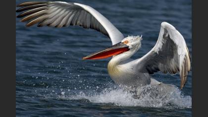 Tepeli pelikan » Dalmatian Pelican » Pelecanus crispus