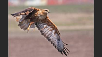 Kızıl şahin » Long-legged Buzzard » Buteo rufinus