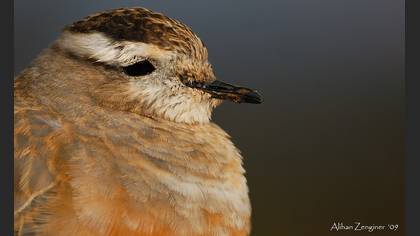 Dağ cılıbıtı » Eurasian Dotterel » Eudromias morinellus 