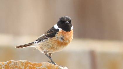 Taşkuşu » European Stonechat » Saxicola rubicola