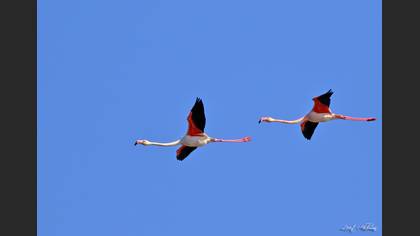 Flamingo
