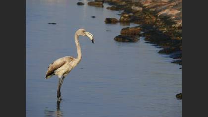 Flamingo