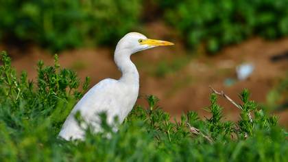 Sığır balıkçılı » Western Cattle Egret » Ardea ibis