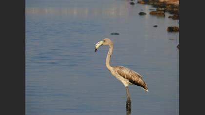 Flamingo