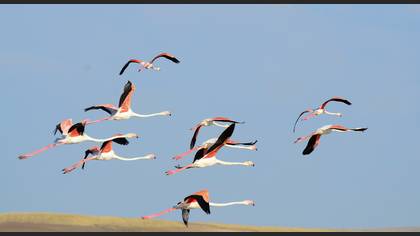 Flamingo