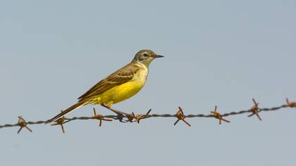 Sarı kuyruksallayan » Western Yellow Wagtail » Motacilla flava