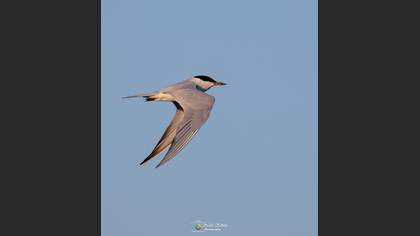 Gülen sumru » Gull-billed Tern » Gelochelidon nilotica