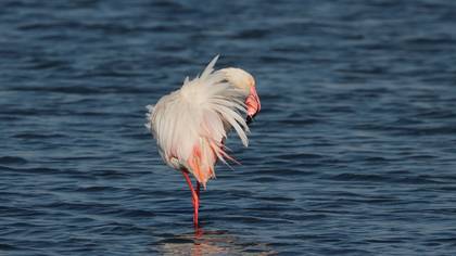 Flamingo » Greater Flamingo » Phoenicopterus roseus