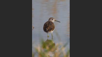 Yeşil düdükçün » Green Sandpiper » Tringa ochropus