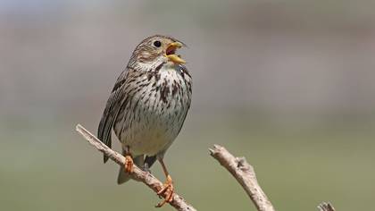 Tarla kirazkuşu » Corn Bunting » Emberiza calandra