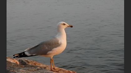 Gümüş martı