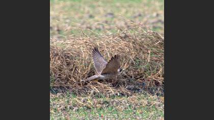 Gök doğan » Peregrine Falcon » Falco peregrinus