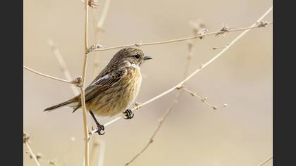 Taşkuşu » European Stonechat » Saxicola rubicola
