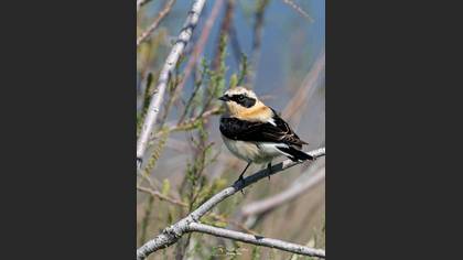 Karakulaklı kuyrukkakan » Black-eared Wheatear » Oenanthe melanoleuca