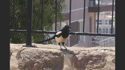 Saksağan