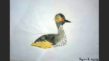 Karaboyunlu batağan