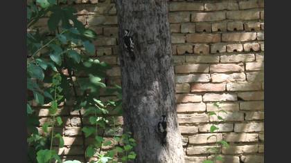 Alaca ağaçkakan