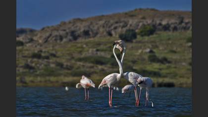 Flamingo