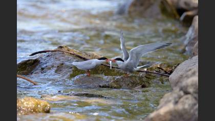 Sumru