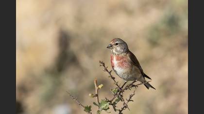 Ketenkuşu